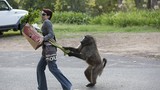 Khỉ đầu chó, những "siêu trộm" khiến con người khiếp vía